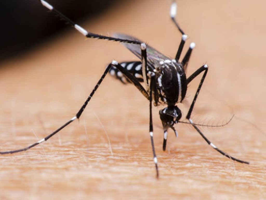 Foz tem 2,8 mil notificações de dengue e 182 casos confirmados