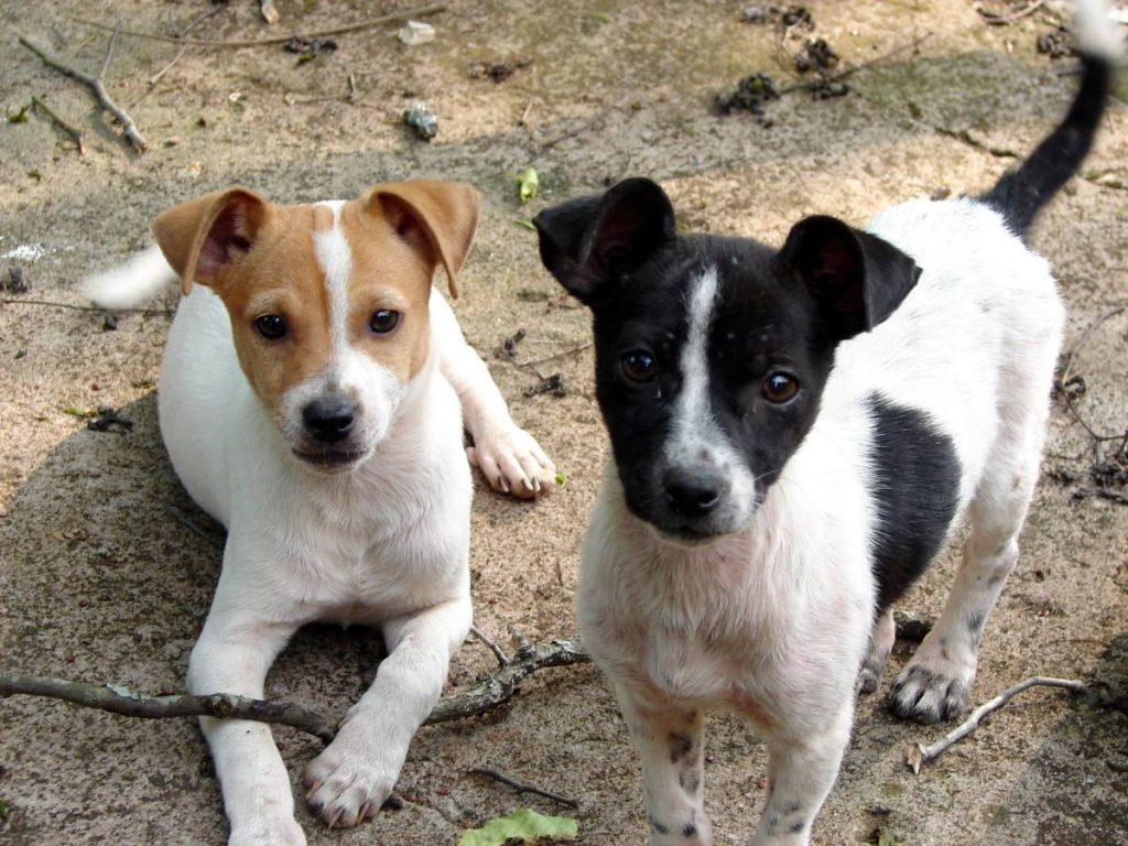 Programa estadual vai esterilizar mais de 500 cães e gatos abrigados em Foz