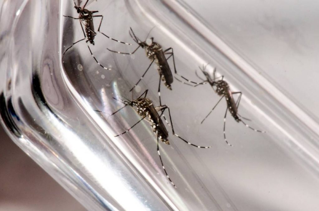 Aedes aegypti: 1º levantamento do CCZ no ano aponta alto risco para epidemia de dengue