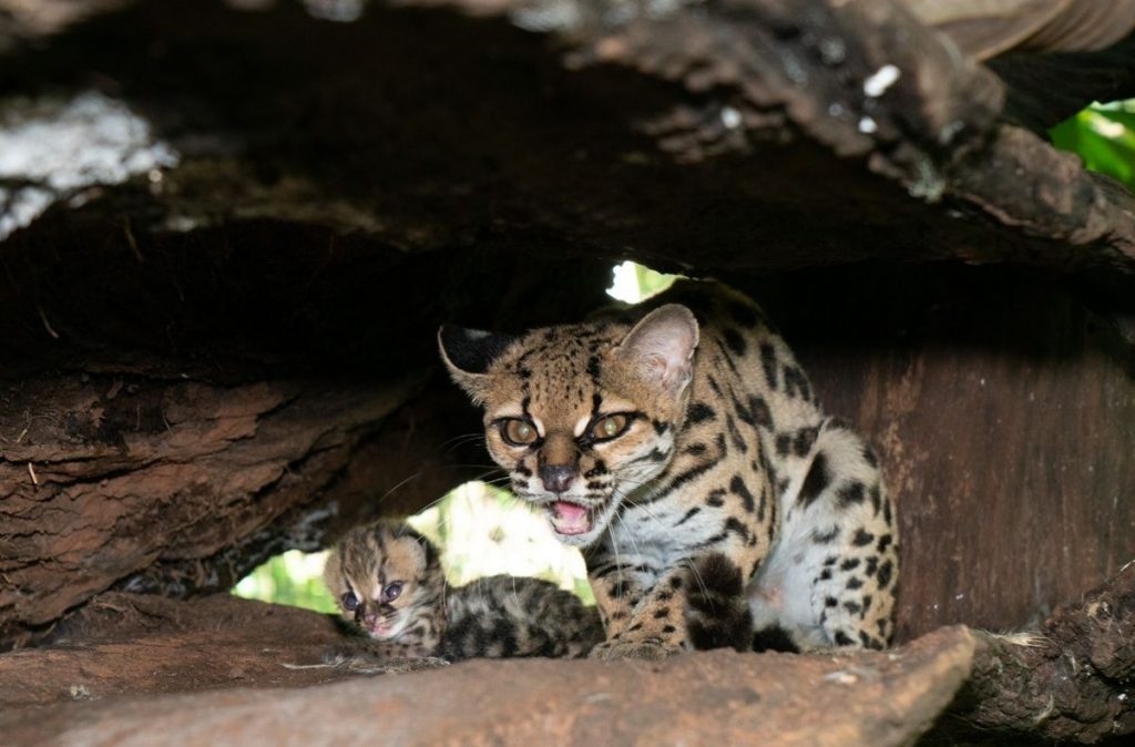 Fofura selvagem: filhote de gato-maracajá do Refúgio Biológico de Itaipu está com 18 dias