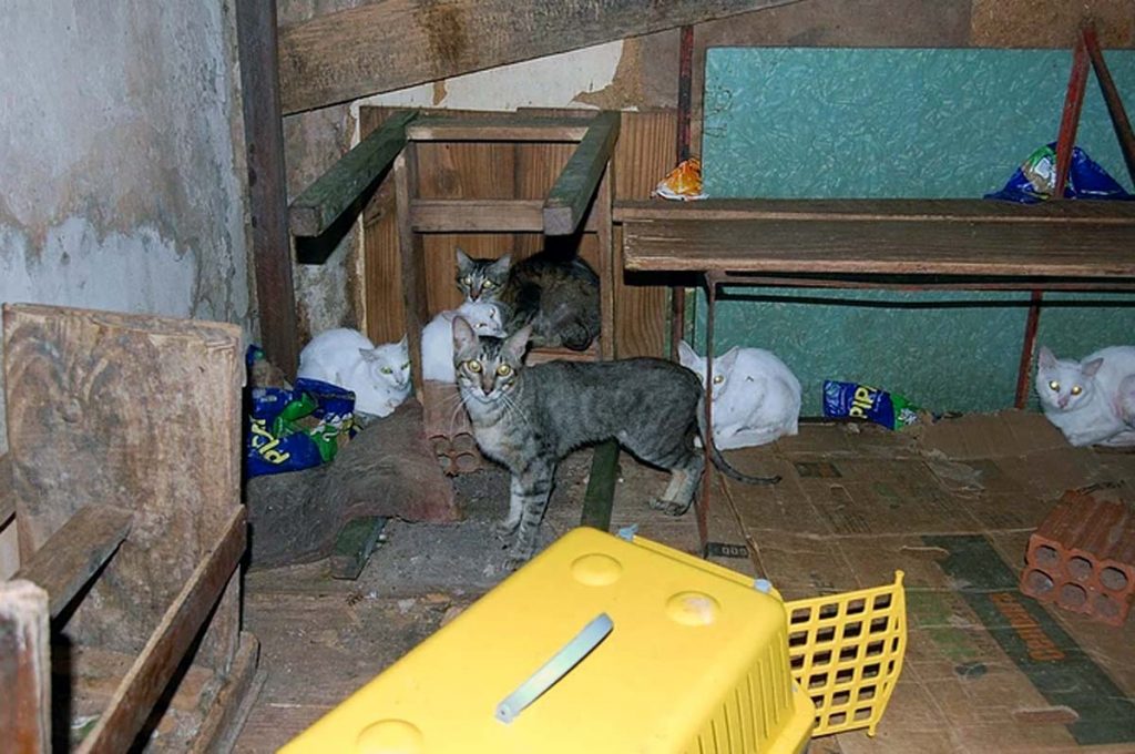 A linha tênue entre protetor e acumulador de animais. A síndrome de Noé