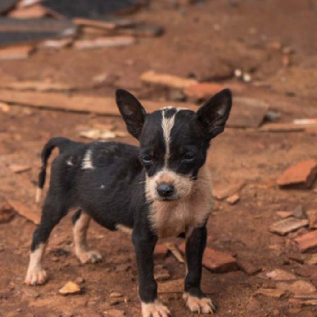 Pelo menos 2 mil animais estão sob a tutela de protetores em Foz