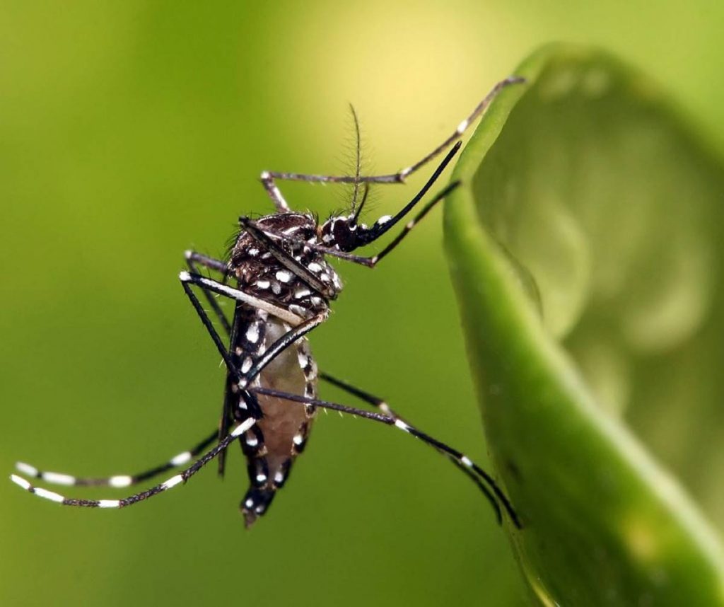 Dengue: Foz registra quase mil notificações e 109 casos em apenas uma semana