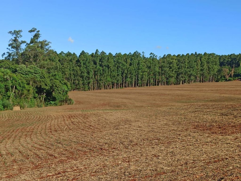 Polícia Ambiental aplica multas a responsáveis por destruição de floresta nativa