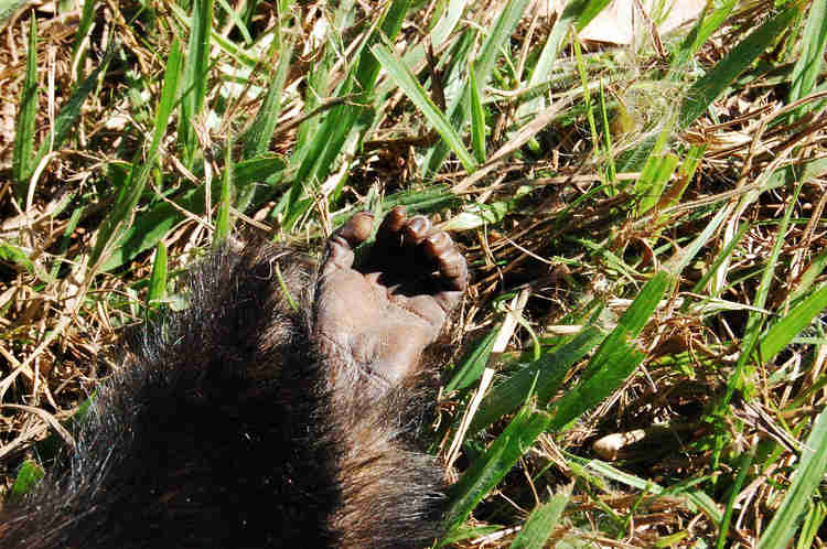 Macaquinho atropelado em via que margeia o Cinturão Verde