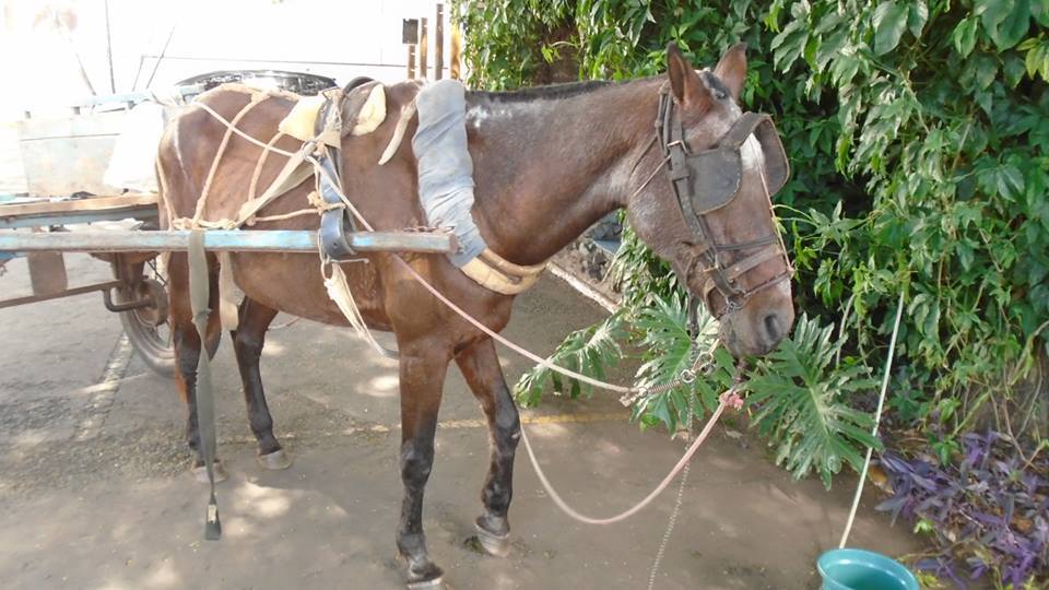 Animais que puxam carroças muitas vezes o fazem e ainda são vítimas de maus tratos