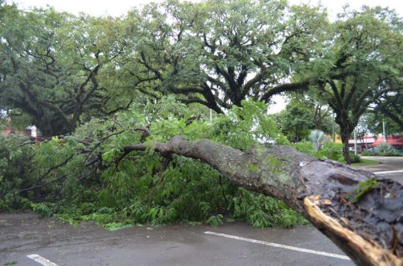 Uma das milhares de árvores caídas durante tempestade no Paraná,