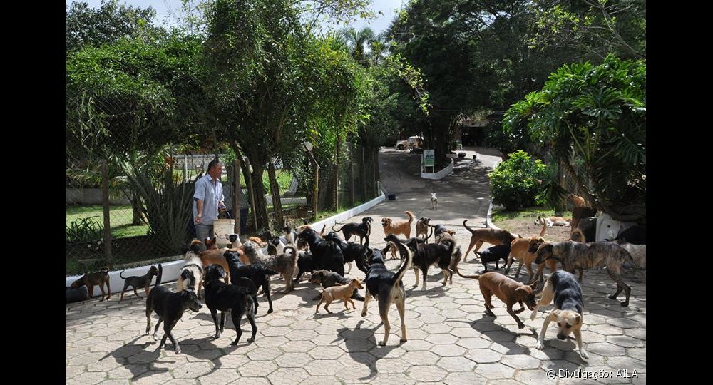 Tirar animais das ruas e colocá-los em grades não pode ser a única alternativa