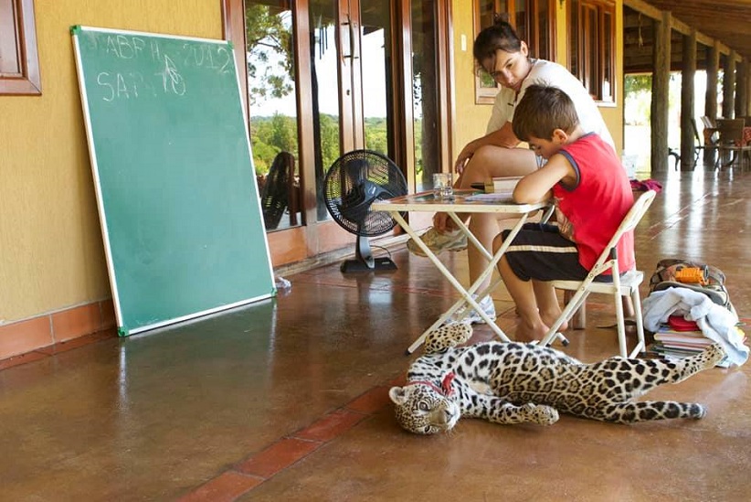 A reintrodução à natureza é inviável quando animais silvestres são domesticados