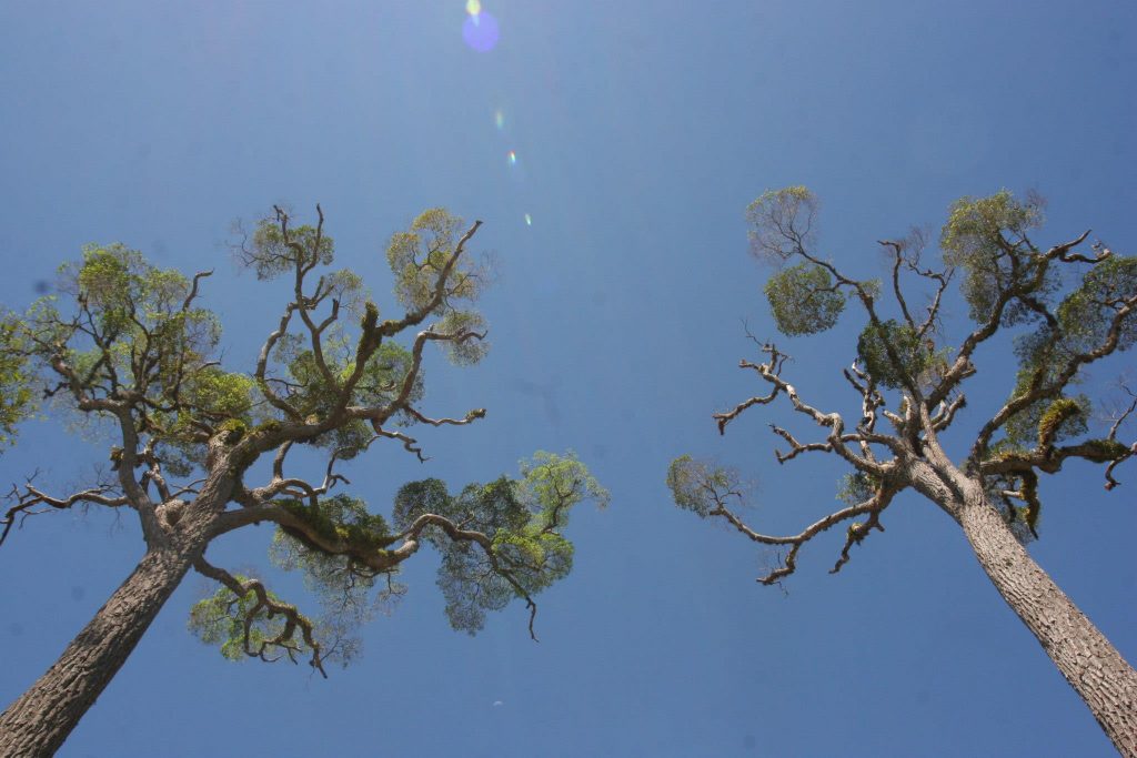 Nesta quarta tem encontro ambiental com participação de Moema Viezzer