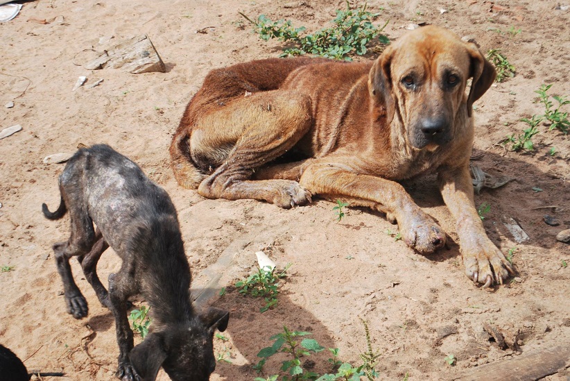 Animais sofrem com o abandono