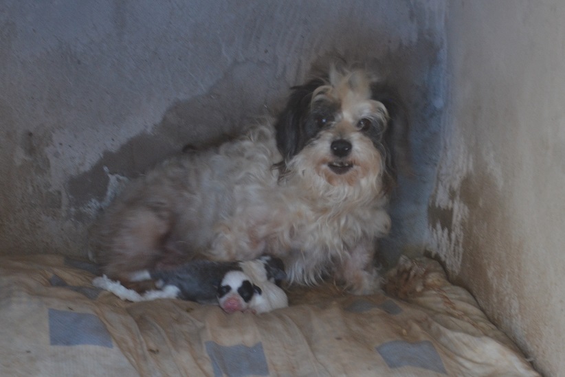 Fêmeas peludinhas, muitas vezes são vistas como fonte de renda. Depois que não valem mais para criar ou adoecem, são descartadas