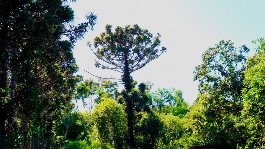 Araucária: a árvore símbolo do Paraná e seus exemplares em Foz do Iguaçu