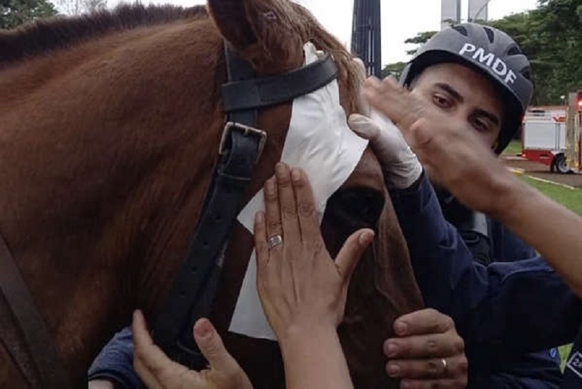 Cavalo foi ferido por uma multidão descontrolada