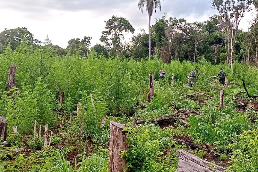 Destruição de plantações de maconha nas proximidades da fronteira seca com o Brasil. Imagem: Gentileza/Senad Paraguai