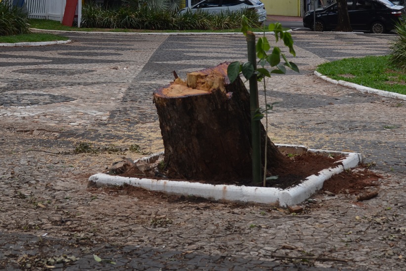 O erro da foto não está somente em plantar uma árvore junto de um tronco, mas de haver uma mureta que dificulta que a planta absorva a água que escorre pelo chão