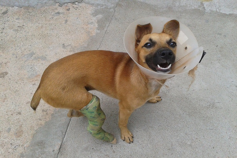 Cachorrinho atropelado recebeu o atendimento necessário e ganhou um novo lar