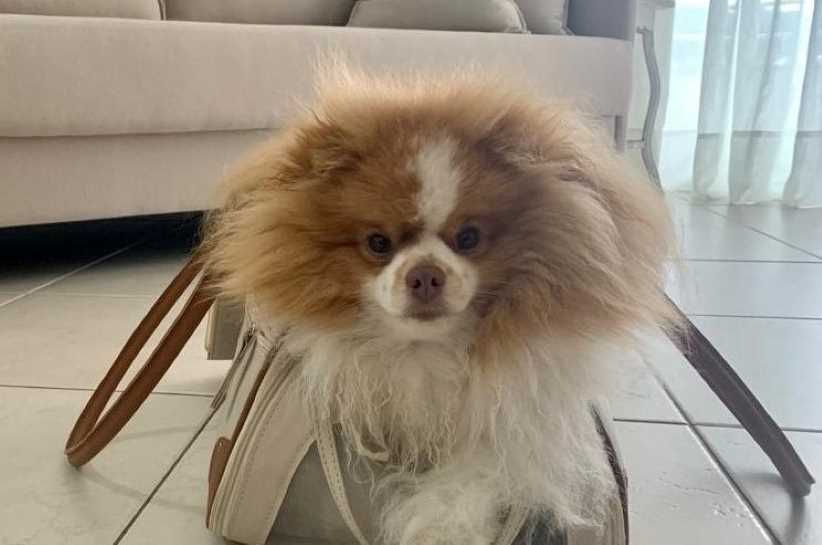 Pets poderão ser transportados em ônibus intermunicipais no Paraná