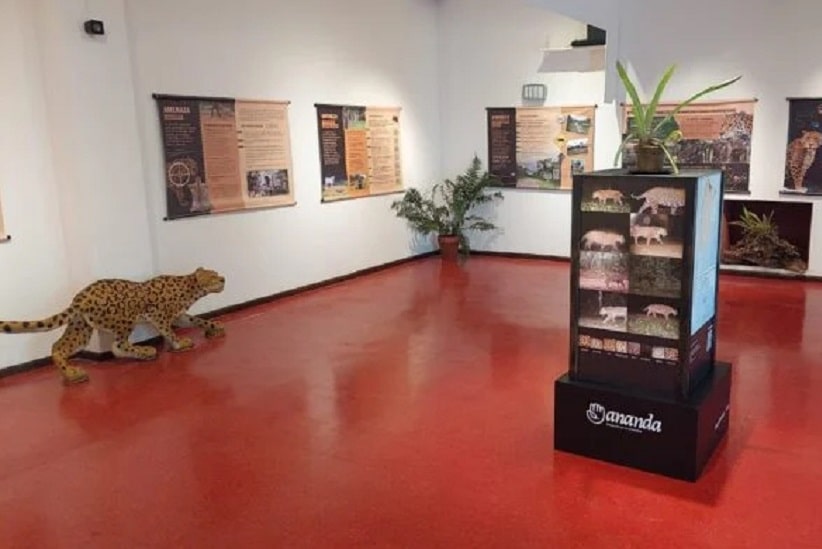 Onça-pintada é tema de exposição no lado argentino das Cataratas