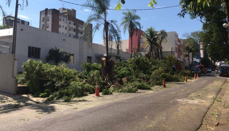 Árvores que tapam as fachadas dos imóveis, normalmente estão na mira do corte