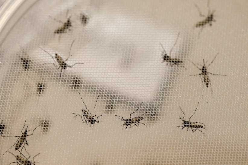 Foz do Iguaçu já supera 30 mil notificações de dengue