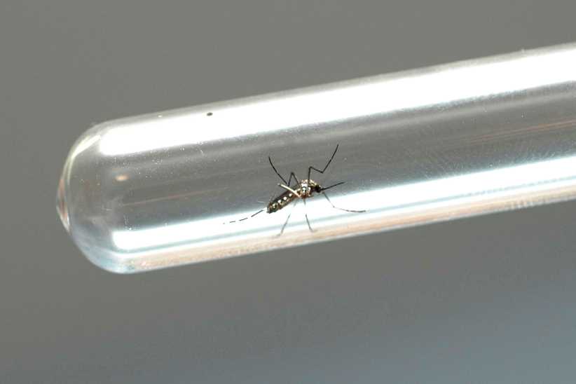 Dengue avança: Foz do Iguaçu supera 35 mil notificações e 3,2 mil casos