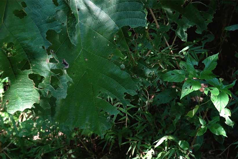 Urtigão: vilão ou aliado? Saiba mais sobre a planta no quadro É da Vida
