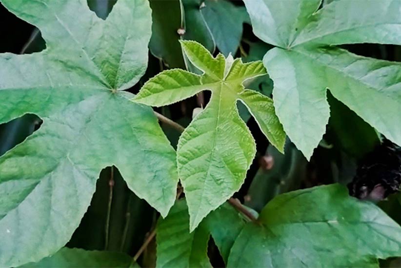 Plantas curiosas: conheça a relação de “amizade” entre a embaúba e as formigas