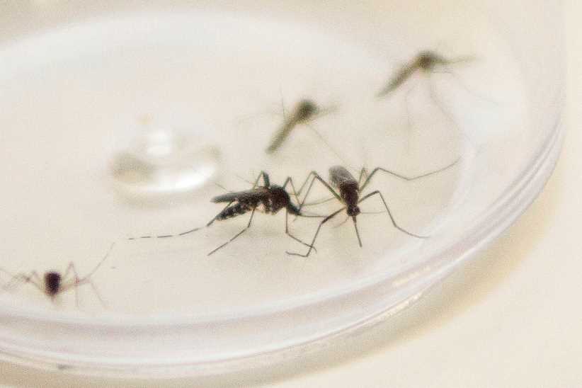 Notificações e mortes atuais por dengue superam pior epidemia da história de Foz