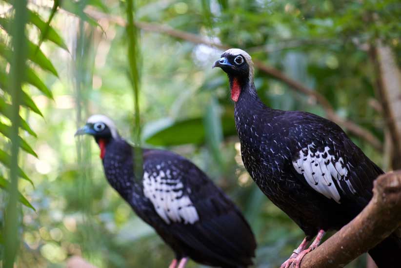 Jacutingas nascidas no Parque das Aves vão repovoar Serra da Mantiqueira