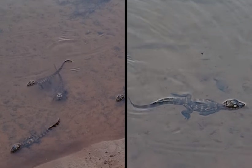 Vídeo mostra filhotes de jacaré no lado argentino das Cataratas
