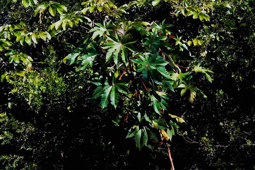 Mamonas “assassinas”? Descubra mais sobre a planta que marcou a infância de muitos