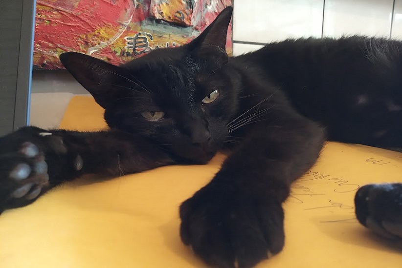 O luto também se faz presente na vida de quem perde um animal de estimação, amado em vida