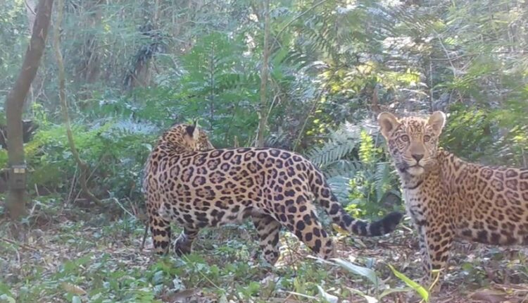 Onça-pintada Indira com o filhote Aritana. Foto: Divulgação Projeto Onças do Iguaçu