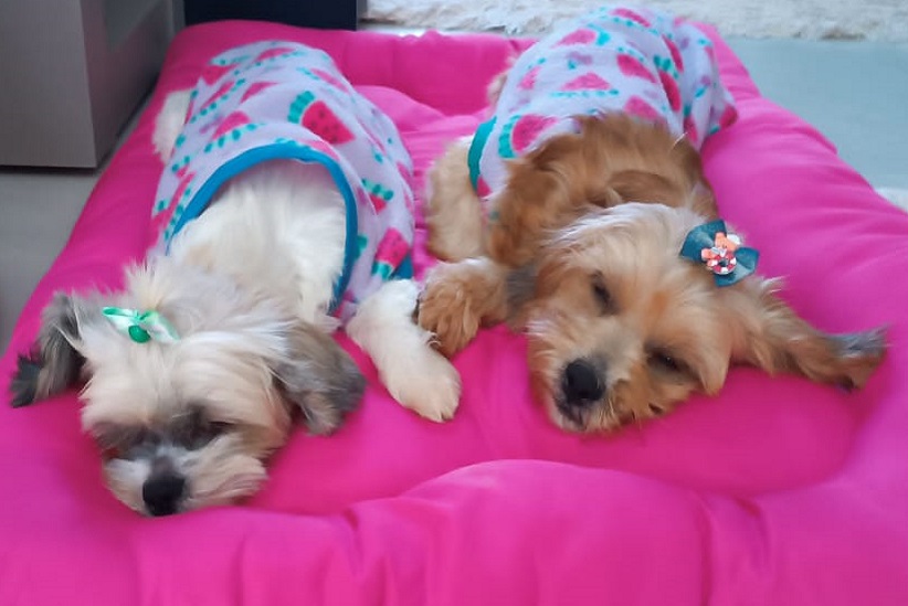 Redes sociais: ajude os animais, exigindo políticas públicas