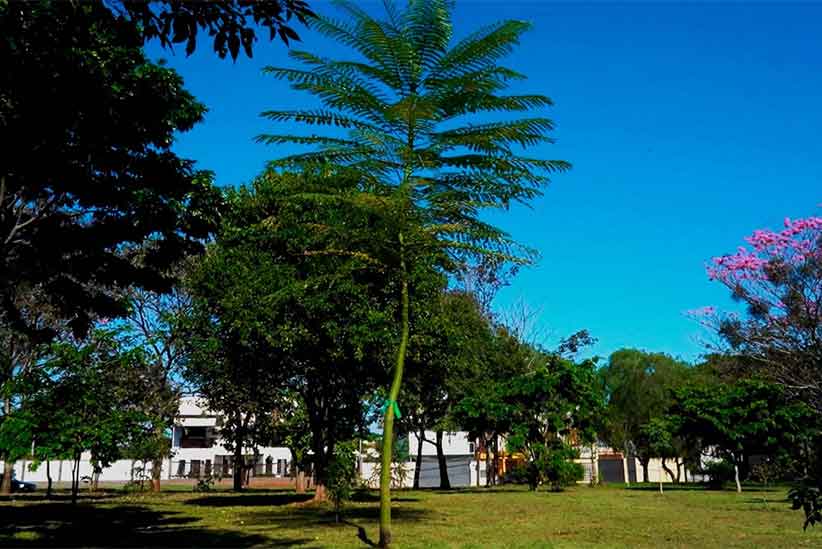 Desafio da Praça das Aroeiras: você conhece essa planta?