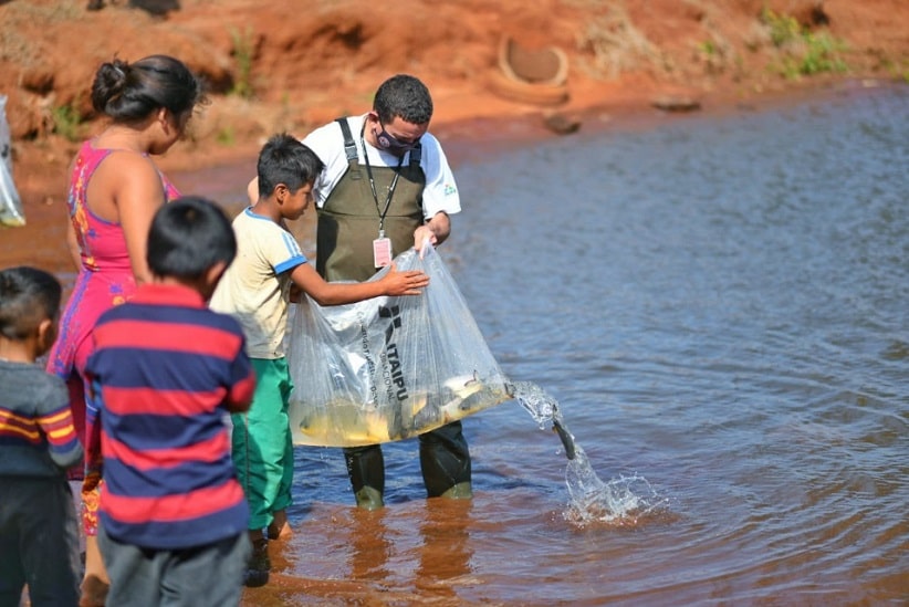 Peixe monitorado no lago de Itaipu nadou mais de 200 quilômetros