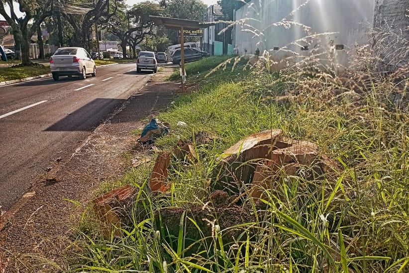 A raiz do problema: os tocos de árvores
