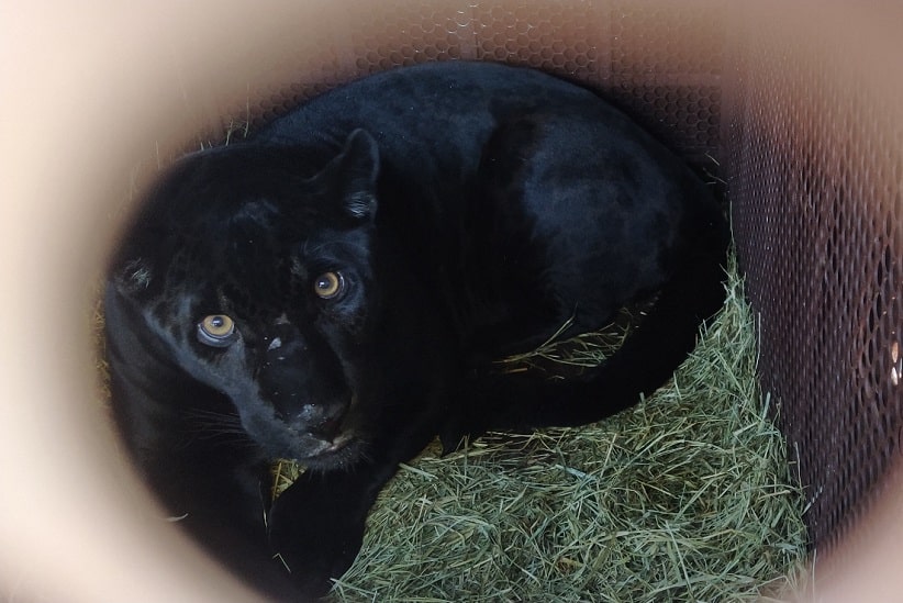 Onça nascida em refúgio de Itaipu é levada para acasalamento em Goiás