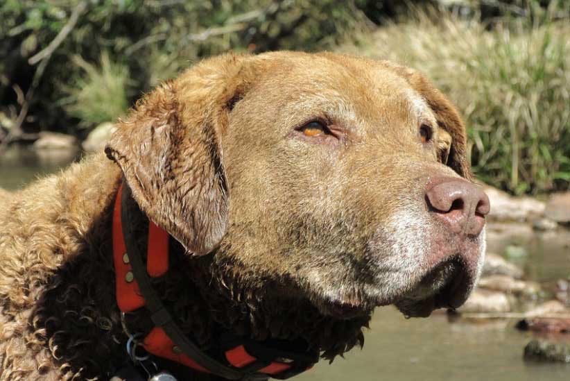 Cão cientista é homenageado com estátua no lado argentino