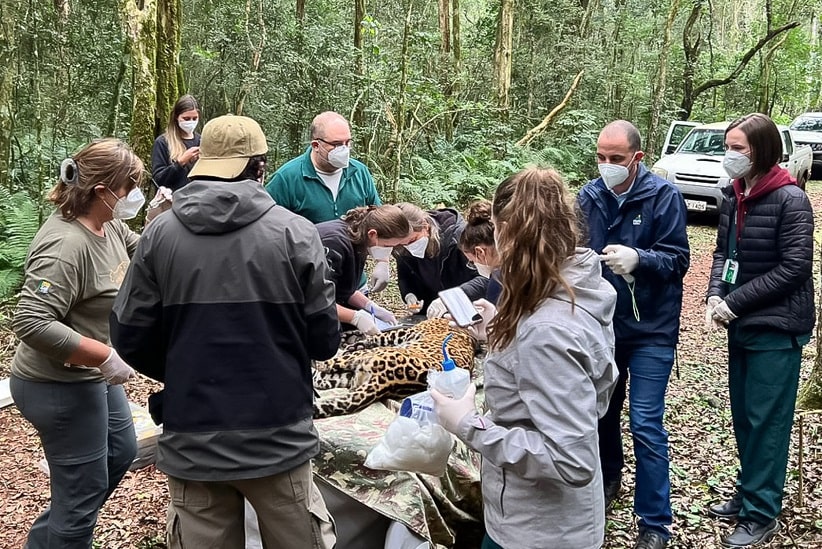 Veja como é feita a captura de uma onça no Parque Nacional do Iguaçu (vídeo)
