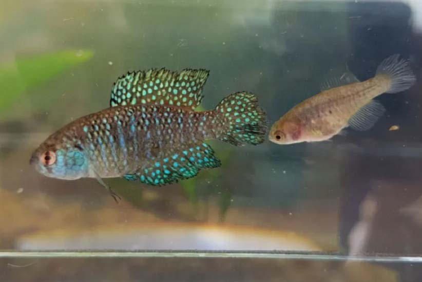 Pesquisadores descrevem nova espécie de peixe na fronteira