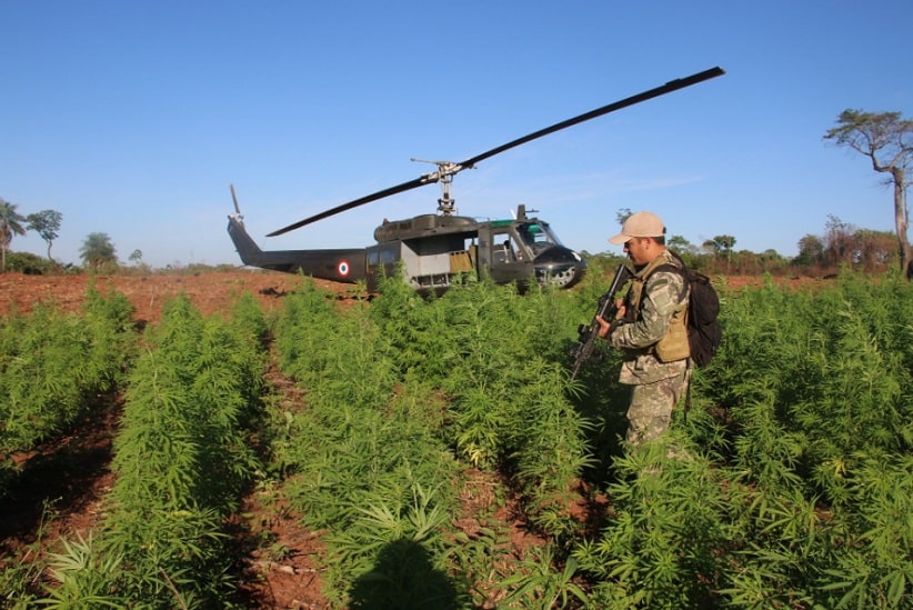 Operação Nova Aliança destrói 836 toneladas de maconha na fronteira