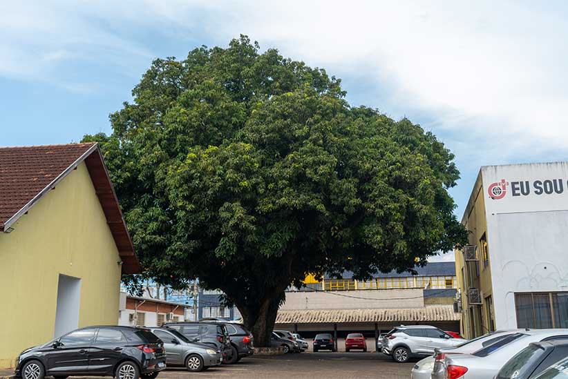Conheça a icônica árvore de 70 anos plantada por Acácio Pedroso