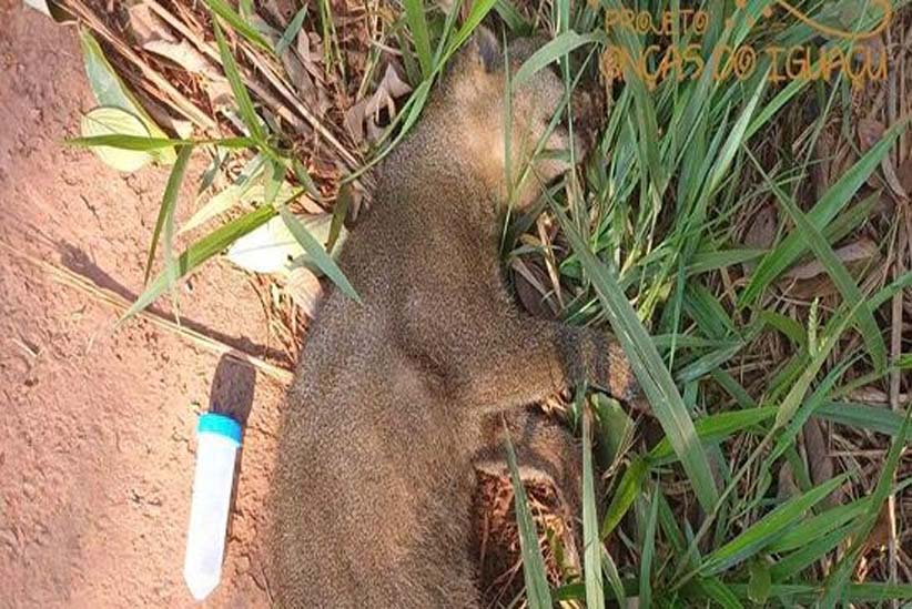 Avenida Maria Bubiak, no Cognópolis, torna-se ponto sensível para atropelamento de animais