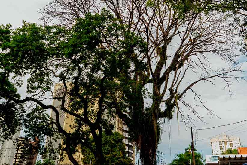 Respeito à natureza: conheça o cedro centenário de Foz do Iguaçu