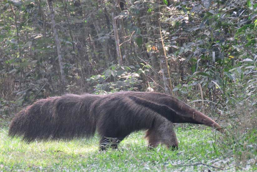 Biólogos avistam tamanduá-bandeira em floresta na fronteira