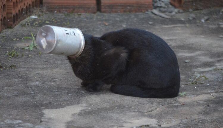 Se não fossem as pessoas envolvidas em salvar o gato, ele agonizaria de fome, até morrer.