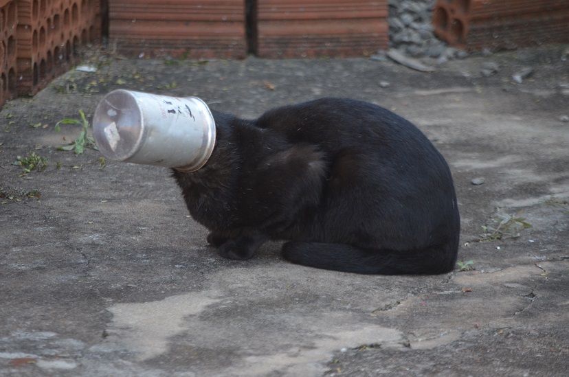 O gato, a lata e o humano