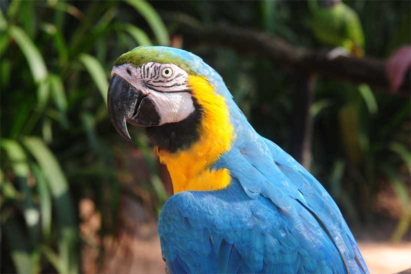 Em outubro, moradores de Foz do Iguaçu terão entrada gratuita no Parque das Aves